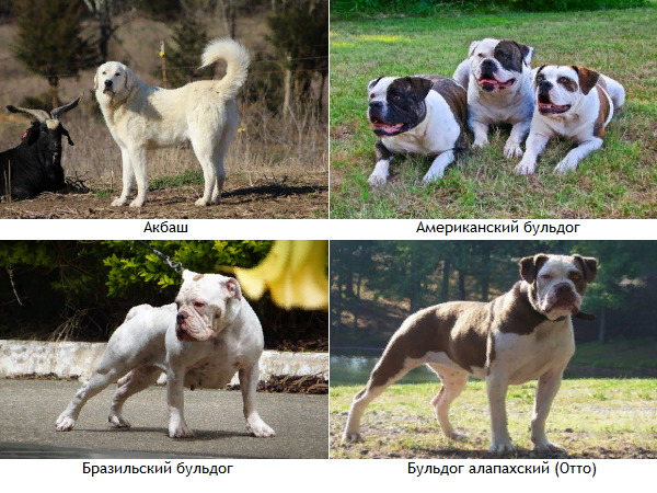 В России двенадцать пород собак признаны опасными