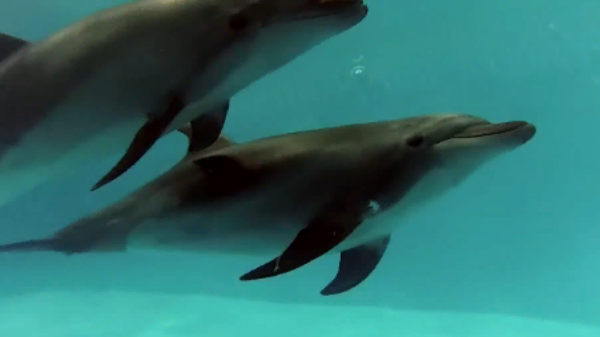 Дельфины: рыцари морских глубин, находящиеся под угрозой вымирания. 