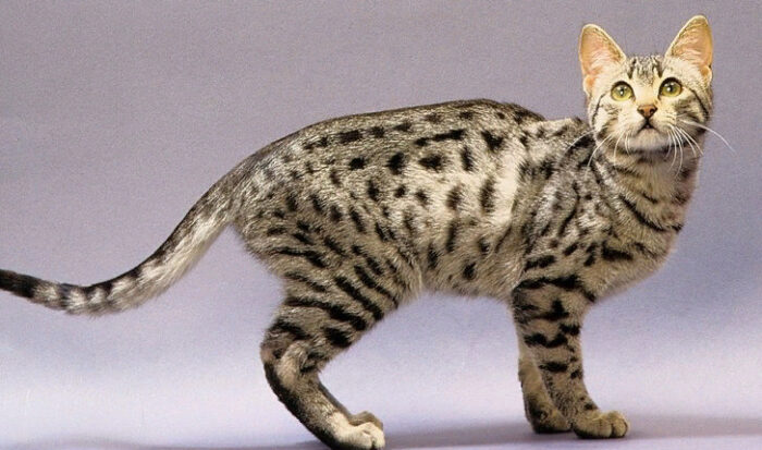Египетская мау - экзотическая и грациозная кошка