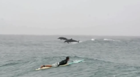 Дельфины спасли сёрфера