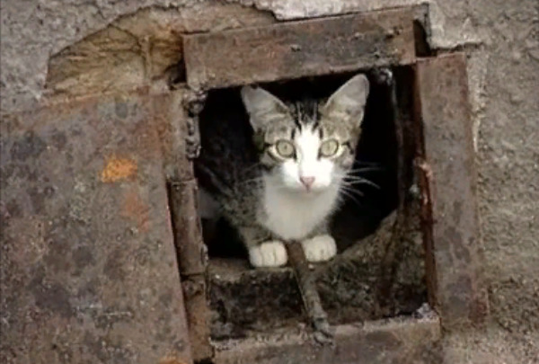 Кошки в подвалах - выгнать нельзя оставить