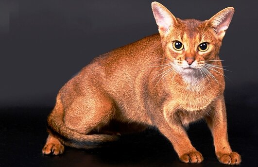 Абиссинская кошка. Особенности породы