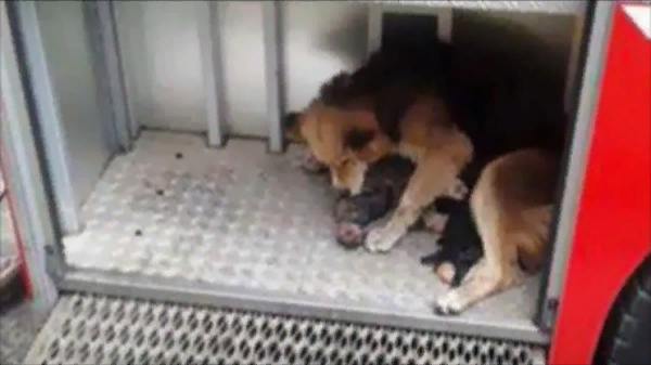 Собака рискуя своей жизнью, спасла своих детей