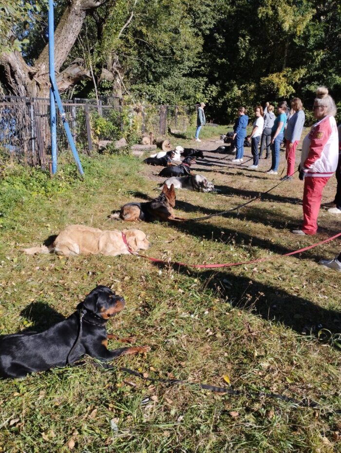 Дрессировка собак в группе. Занятия на площадке